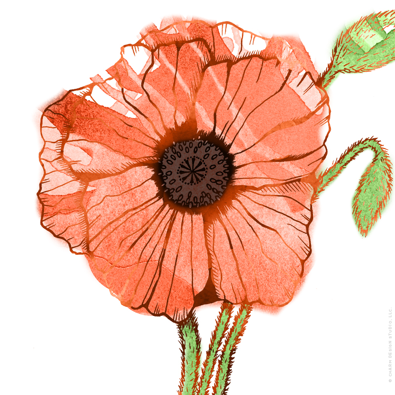 Garden Sunshine poppy illustration by Charm Design Studio