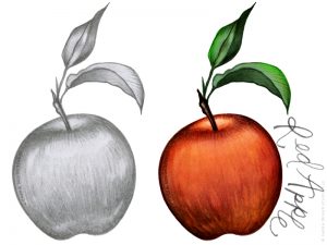 Apple illustration in the Farmers' Market design by Charm Design Studio