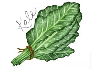 Kale illustration in the Farmers' Market design by Charm Design Studio