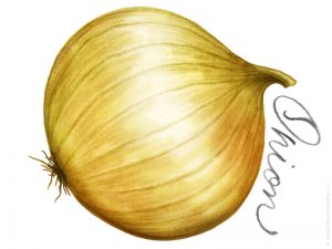 Onion illustration in the Farmers' Market design by Charm Design Studio