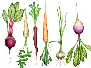 Root vegetable illustrations in the Farmers' Market design by Charm